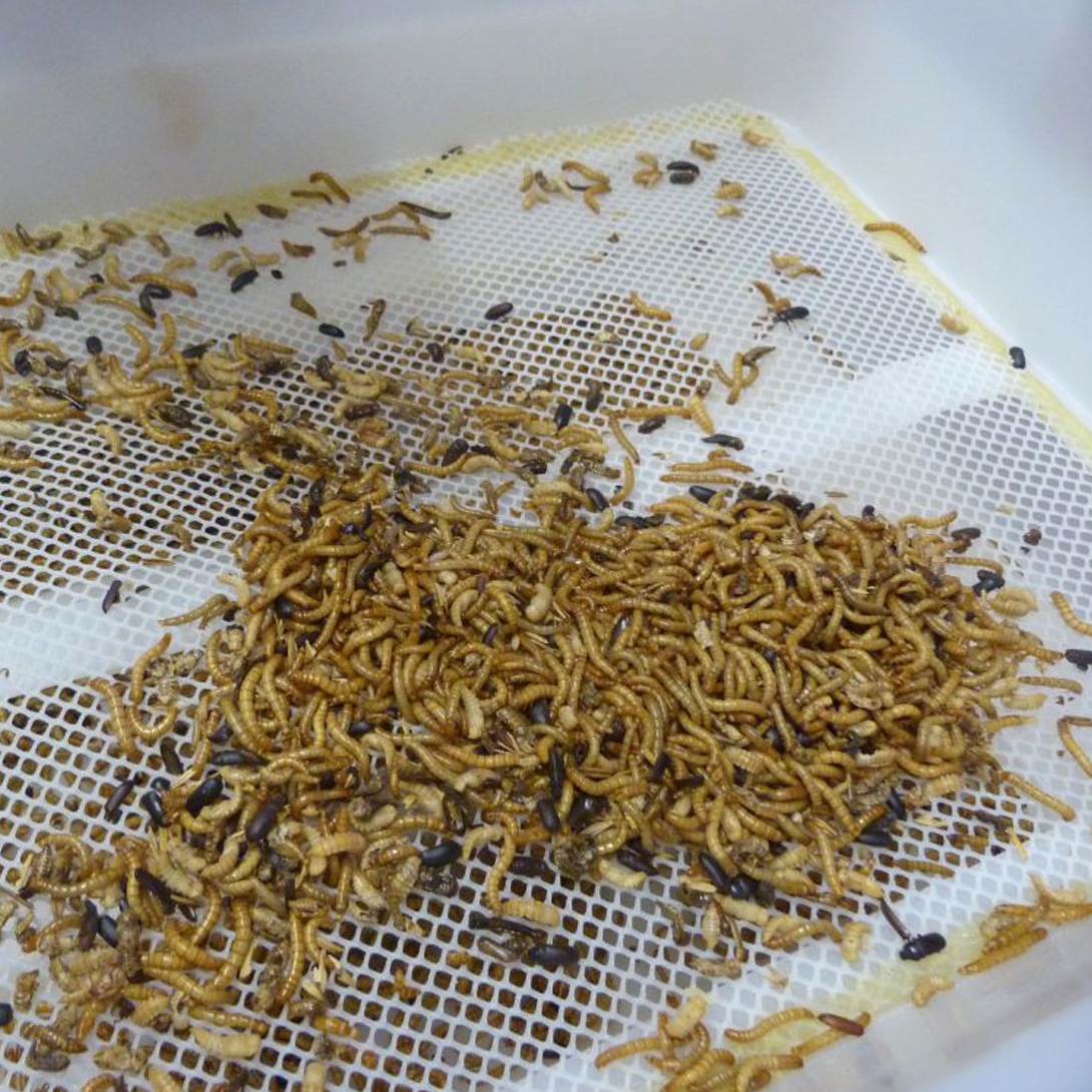 Élevage de vers de farine - Photo 1
