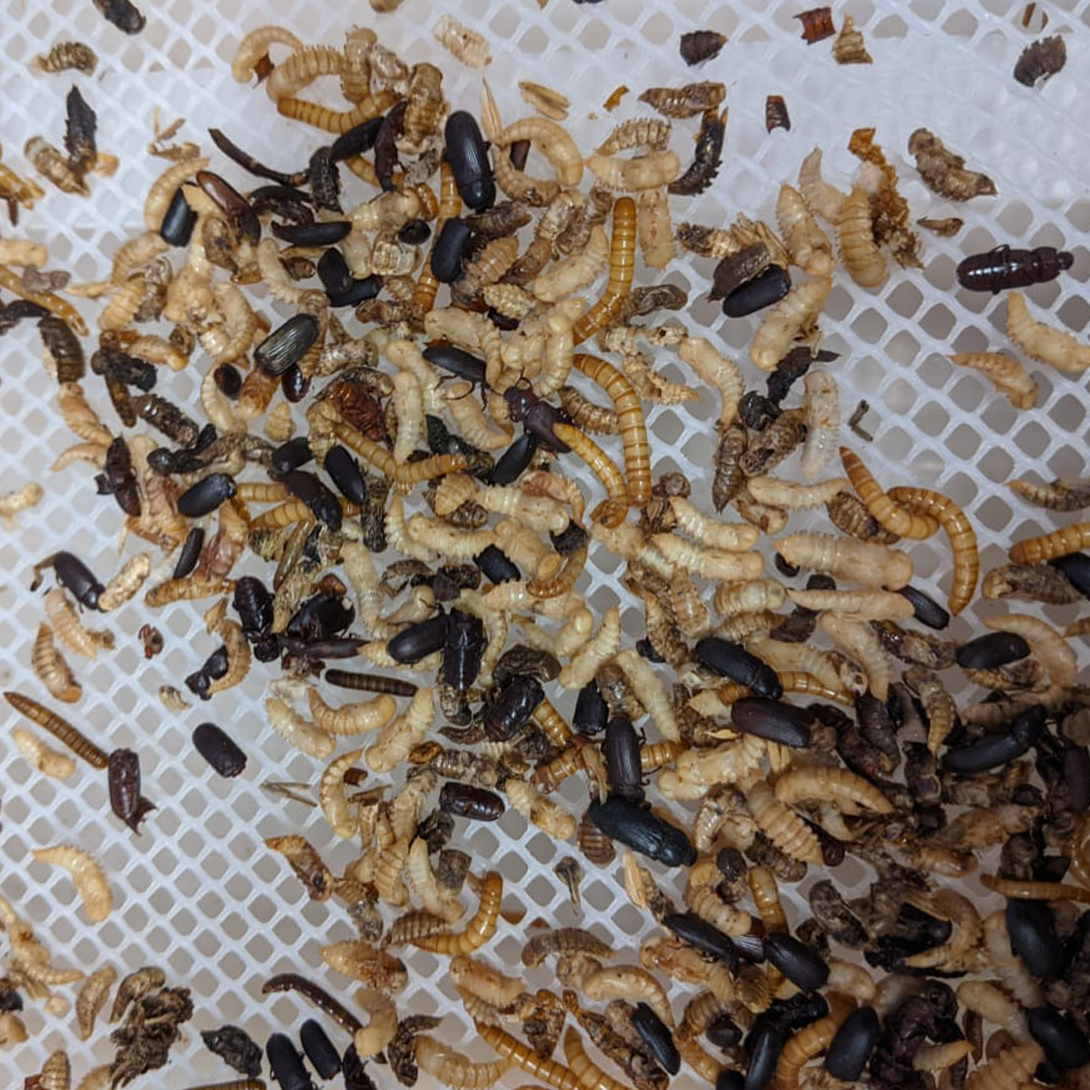 Élevage de vers de farine - Photo 2
