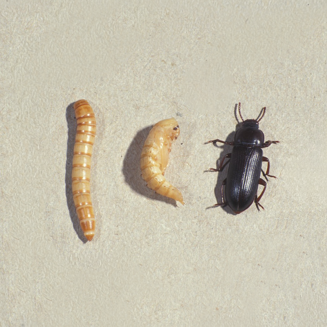Élevage de vers de farine - Photo 3