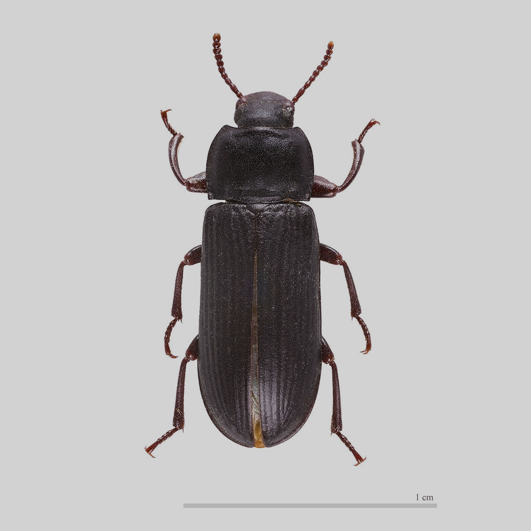 Élevage de vers de farine - Photo 5